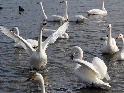美女相伴 元旦假期自驾荣成看天鹅