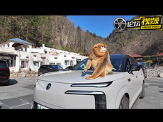 腾势N8L试驾体验下